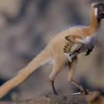 A dinosaur the size of a cat and weighing less than 2.2 pounds changes history; the 90-million-year-old Alnashetri fossil rewrites its lineage