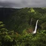 The world’s longest venomous snake and a creature that smells like popcorn – meet 9 animals living in the wettest place on Earth