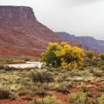 Drought paradox study reveals plants around Colorado River turn to groundwater when it gets too hot and dry, reducing flow into the already strained basin