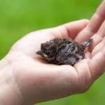 Cold, Rain, and Climate Change: Why Baby Birds Are Losing the Fight to Survive