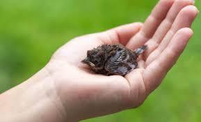 Cold, Rain, and Climate Change: Why Baby Birds Are Losing the Fight to Survive