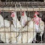 How animal cruelty affects your eggs and milk?