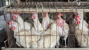 How animal cruelty affects your eggs and milk?