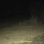 After 150 Years, Rare Species Once Thought Extinct Makes a Stunning Return to Australia’s Wilds