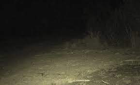 After 150 Years, Rare Species Once Thought Extinct Makes a Stunning Return to Australia’s Wilds