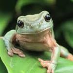 World Frog Day 2026: The fight to save amphibians