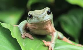 World Frog Day 2026: The fight to save amphibians