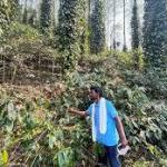 How Araku’s coffee farmers are tackling climate change
