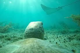 Biologists stuck a camera on a sea turtle – and it filmed this