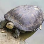 Shell-cracking turtles defied the odds of extinction