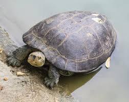 Shell-cracking turtles defied the odds of extinction