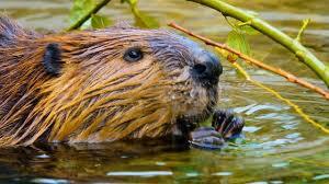Beavers Might Be Better At Fighting Climate Change Than We Are, New Research Reveals