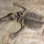 Archaeologists have found an ape fossil in Egypt and now believe we’ve been searching for our common ancestor in the wrong place all along