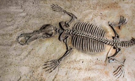 Archaeologists have found an ape fossil in Egypt and now believe we’ve been searching for our common ancestor in the wrong place all along