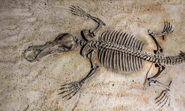 Archaeologists have found an ape fossil in Egypt and now believe we’ve been searching for our common ancestor in the wrong place all along