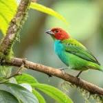 Saving birds doesn’t require giant forests – nearby trees matter more