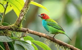 Saving birds doesn’t require giant forests – nearby trees matter more