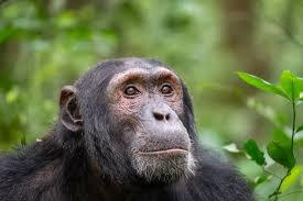 Could a human have a blood transfusion from a chimpanzee?