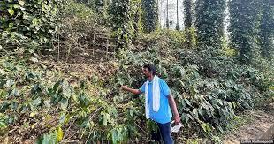 From Araku’s coffee farmers, a model to tackle climate change