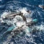Scientists Capture Rare Moment of Whale Giving Birth While Nearby Whales Help the Mother
