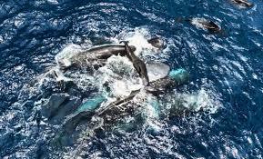Scientists Capture Rare Moment of Whale Giving Birth While Nearby Whales Help the Mother