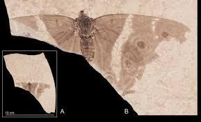 Scientists Just Discovered a 30-Million-Year-Old Butterfly So Well Preserved It Almost Looks Alive