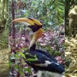 Remote Cameras Reveal the Rare Animals Living in the ‘Amazon of Asia’