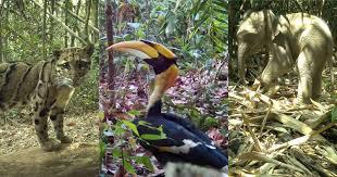 Remote Cameras Reveal the Rare Animals Living in the ‘Amazon of Asia’