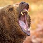 Goodbye to the bear as a hunter: a new study reveals that more and more populations are shifting toward a plant-based diet