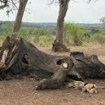 Human ancestors butchered and ate elephants 1.8 million years ago, helping to fuel their large brains