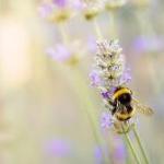 ‘Resilience to environmental extremes’: Queen bees survive winter by breathing underwater