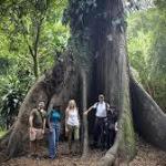 Africa’s forests have flipped from carbon sink to carbon source