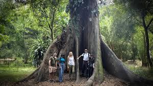 Africa’s forests have flipped from carbon sink to carbon source