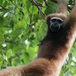 Folk tale from Tripura: A man turns into a gibbon after plucking the mythical Kherengbar flower