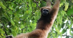 Folk tale from Tripura: A man turns into a gibbon after plucking the mythical Kherengbar flower