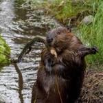 1,316 Tons Of Carbon Trapped By One Small Animal