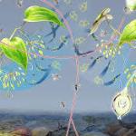 Climbing plant uses a very rare scent to control exactly when and where its only allowed pollinator visits