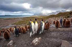 “An entire colony of breeding penguins disappeared.” Bird flu is out of control – now it’s reached the Antarctic