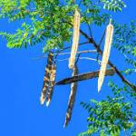 Moringa seeds may help remove microplastics from drinking water