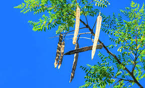 Moringa seeds may help remove microplastics from drinking water