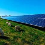 They brought 40 sheep to graze near a solar plant, and it quietly began to change how energy is produced