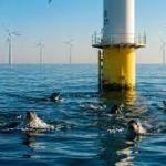 Seals flee offshore wind farms during construction, but when they return, they form a migration pattern never seen before
