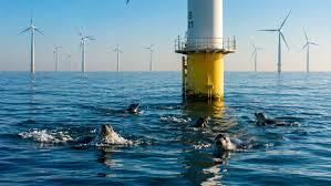 Seals flee offshore wind farms during construction, but when they return, they form a migration pattern never seen before