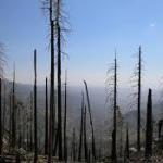 Many forests are not recovering after wildfires – California shows why
