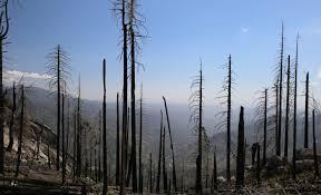 Many forests are not recovering after wildfires – California shows why