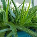 May Heatwave Survival: 5 Cooling Plants To Refresh Your Home This Summer