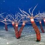 450-million-year-old fossil provides the missing link in jellyfish evolution