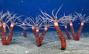 450-million-year-old fossil provides the missing link in jellyfish evolution