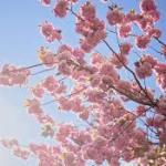 Japan’s famous cherry blossoms are fading as winters grow too warm 