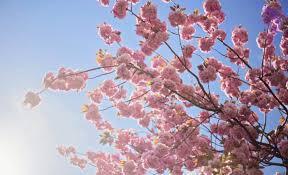 Japan’s famous cherry blossoms are fading as winters grow too warm 